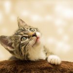 Deretan Makanan Ini Bisa Membuat Kucing Kesayanganmu Keracunan
