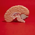 6 Kebiasaan Buruk Ini Bisa Bikin IQ Turun & Otak Tumpul, Apa Saja?