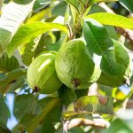 Ini Manfaat Daun Jambu Biji untuk Rambut Menurut Pakar!