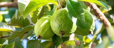 Ini Manfaat Daun Jambu Biji untuk Rambut Menurut Pakar!