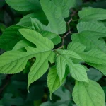 Daun Insulin Bisa Bantu Sembuhkan 7 Penyakit Ini, Apa Saja?