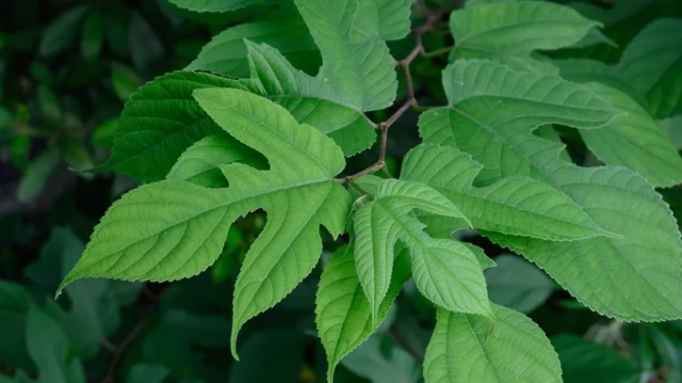 Daun Insulin Bisa Bantu Sembuhkan 7 Penyakit Ini, Apa Saja?