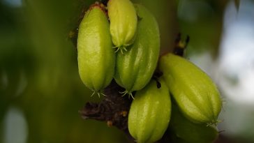 Ini Deretan Manfaat Belimbing Wuluh yang Rasanya Asam