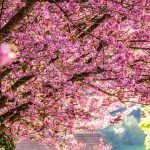 Selain Sakura, Inilah 5 Destinasi Wisata Musim Semi Populer di Jepang yang Wajib Dikunjungi