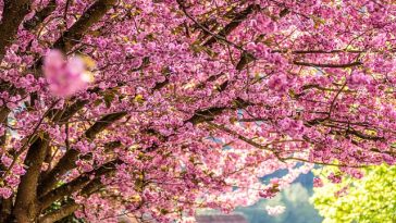 Selain Sakura, Inilah 5 Destinasi Wisata Musim Semi Populer di Jepang yang Wajib Dikunjungi