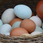 Telur Ayam vs Telur Bebek, Mana yang Paling Sehat?