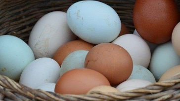 Telur Ayam vs Telur Bebek, Mana yang Paling Sehat?