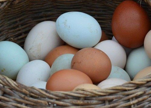 Telur Ayam vs Telur Bebek, Mana yang Paling Sehat?