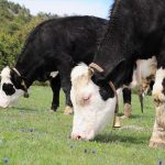 Sapi Impor Australia Tidak Bisa Disembelih untuk Idul Adha, Ini Alasannya