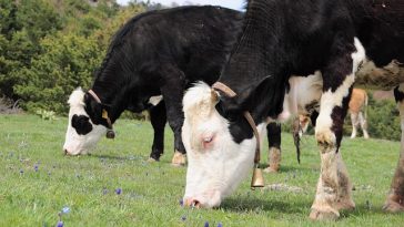 Sapi Impor Australia Tidak Bisa Disembelih untuk Idul Adha, Ini Alasannya