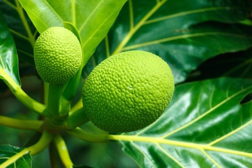 3 Daun untuk Kesehatan Jantung, Konsumsi dengan Rutin!