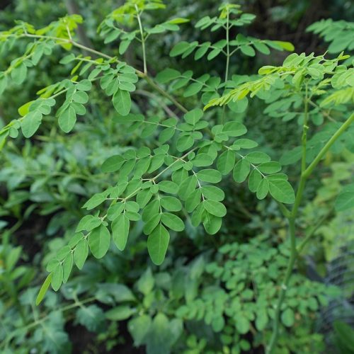 3 Daun untuk Kesehatan Jantung, Konsumsi dengan Rutin!