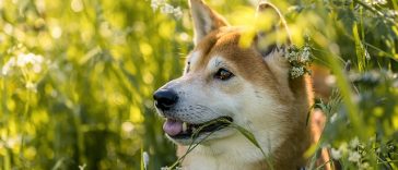 Inilah Daftar Negara Masih Makan Daging Anjing, Ada Indonesia