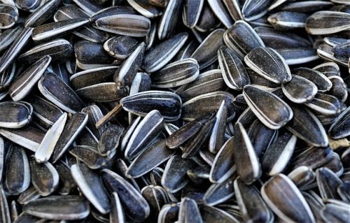 7 Makanan Ini Bisa Tingkatkan Sistem Imun Tubuh, Konsumsi Rutin!
