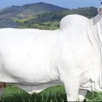 Mengenal Sapi Viatina-19, Harganya Setara 3 Mobil Lamborghini Revuelto