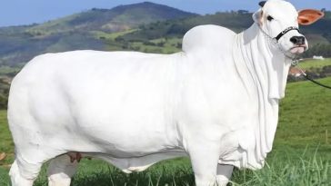 Mengenal Sapi Viatina-19, Harganya Setara 3 Mobil Lamborghini Revuelto