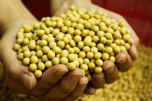 Inilah 5 Makanan Penurun Kolesterol yang Wajib Dikonsumsi Usai Iduladha