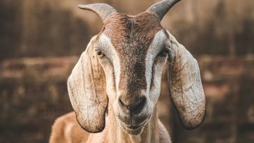 Inilah 10 Tradisi Unik Perayaan Iduladha di Berbagai Negara