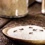 Bukan Disemprot, Begini Cara Ampuh Usir Semut dari Dapur
