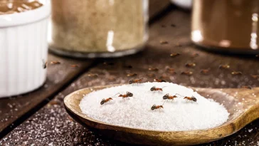 Bukan Disemprot, Begini Cara Ampuh Usir Semut dari Dapur