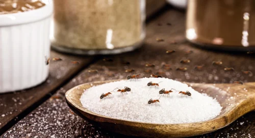 Bukan Disemprot, Begini Cara Ampuh Usir Semut dari Dapur