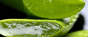 Tak Hanya untuk Kulit, Inilah 4 Manfaat Aloe Vera untuk Kesehatan
