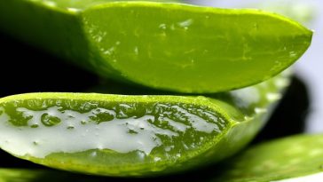 Tak Hanya untuk Kulit, Inilah 4 Manfaat Aloe Vera untuk Kesehatan