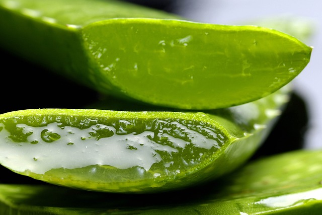 Tak Hanya untuk Kulit, Inilah 4 Manfaat Aloe Vera untuk Kesehatan