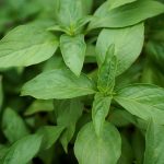 Tak Hanya Bikin Wangi Masakan, Ini 5 Manfaat Daun Kemangi untuk Cegah Penyakit Kronis