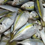 Kaya Nutrisi, Ini 5 Manfaat Konsumsi Ikan Kembung yang Harganya Terjangkau
