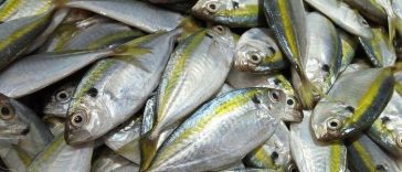 Kaya Nutrisi, Ini 5 Manfaat Konsumsi Ikan Kembung yang Harganya Terjangkau