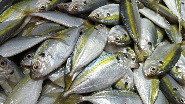Kaya Nutrisi, Ini 5 Manfaat Konsumsi Ikan Kembung yang Harganya Terjangkau