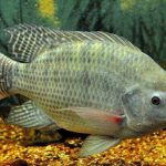 Hindari 4 Ikan Laut yang Rawan Zat Berbahaya Ini, Alasannya?