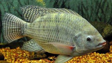 Hindari 4 Ikan Laut yang Rawan Zat Berbahaya Ini, Alasannya?