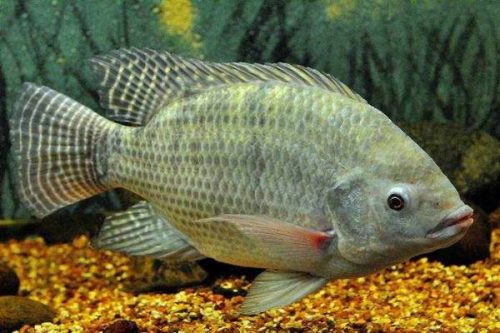 Hindari 4 Ikan Laut yang Rawan Zat Berbahaya Ini, Alasannya?