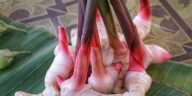 5 Manfaat Lengkuas untuk Kesehatan, Termasuk Melawan Sel Kanker