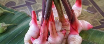 5 Manfaat Lengkuas untuk Kesehatan, Termasuk Melawan Sel Kanker