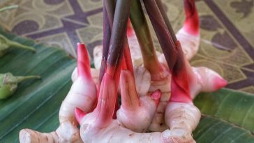 5 Manfaat Lengkuas untuk Kesehatan, Termasuk Melawan Sel Kanker