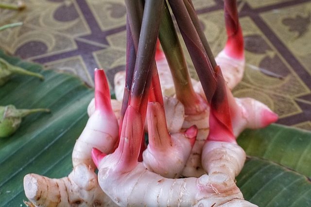 5 Manfaat Lengkuas untuk Kesehatan, Termasuk Melawan Sel Kanker
