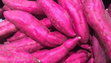 Inilah 5 Jenis Makanan yang Dikonsumsi Orang Jepang Berumur Panjang