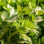 Ketahui 7 Khasiat Rebusan Daun Seledri untuk Kesehatan