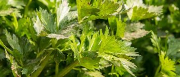 Ketahui 7 Khasiat Rebusan Daun Seledri untuk Kesehatan