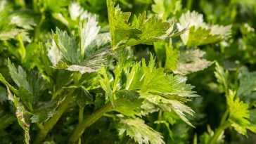 Ketahui 7 Khasiat Rebusan Daun Seledri untuk Kesehatan