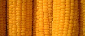 Selain Bantu Turunkan BB, Ini Deretan Manfaat Jagung Rebus untuk Kesehatan