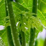 7 Manfaat Minum Air Rebusan Daun Pepaya untuk Kesehatan