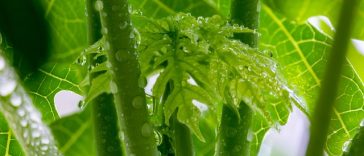 7 Manfaat Minum Air Rebusan Daun Pepaya untuk Kesehatan