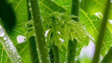 7 Manfaat Minum Air Rebusan Daun Pepaya untuk Kesehatan