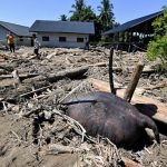 Update BNPB: Korban Tewas Banjir Sumatra Jadi 712 Orang, 507 Hilang