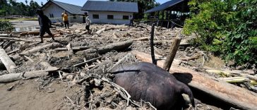 Update BNPB: Korban Tewas Banjir Sumatra Jadi 712 Orang, 507 Hilang