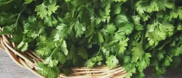 Selain Buat Masak, Ini 7 Manfaat Daun Ketumbar untuk Kesehatan